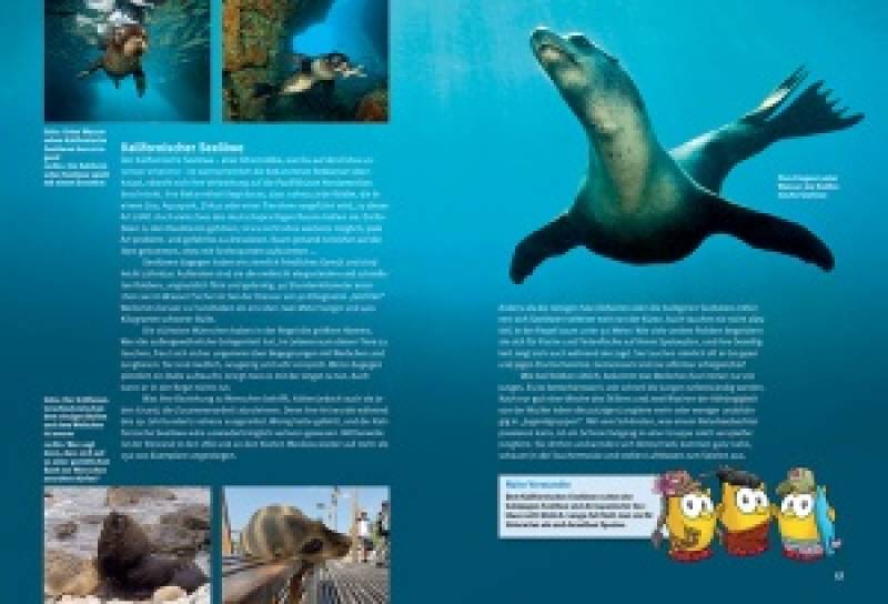 Preview: Entdecke die Robben